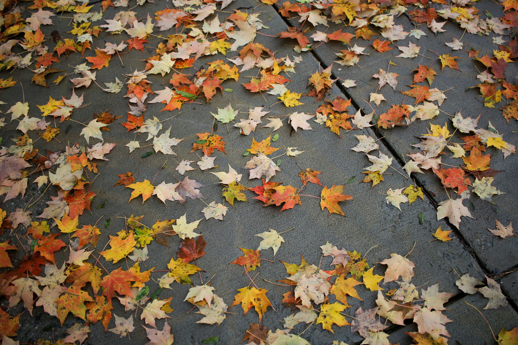 Herbstlaub auf Betonplatten der Terrasse